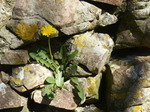 FZ028572 Dandelion on rock wall.jpg